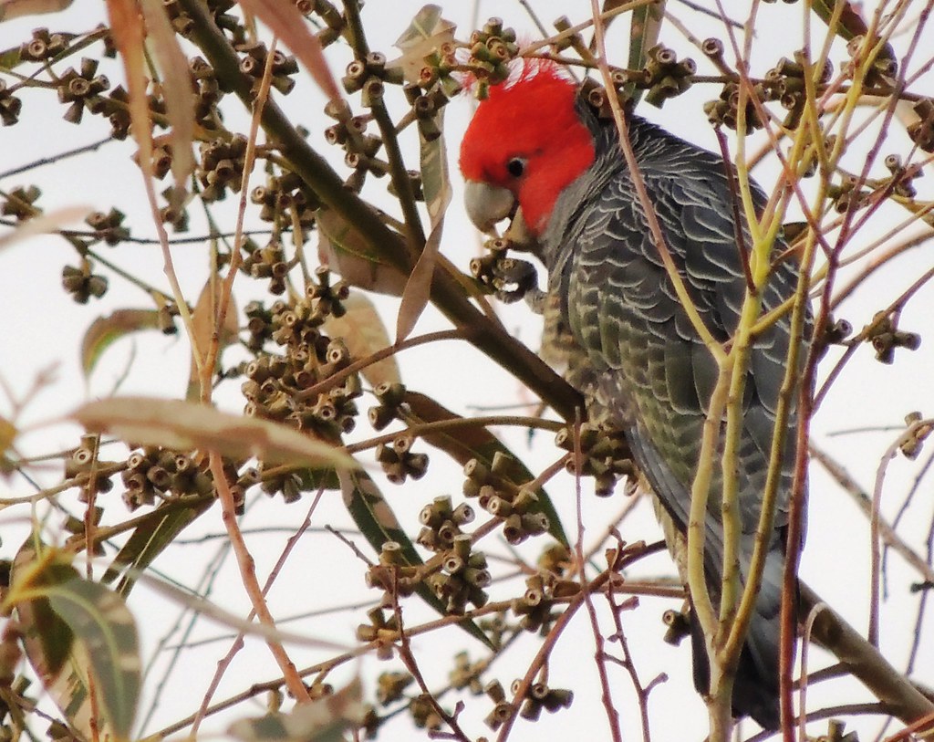 Gang-gang Cockatoo