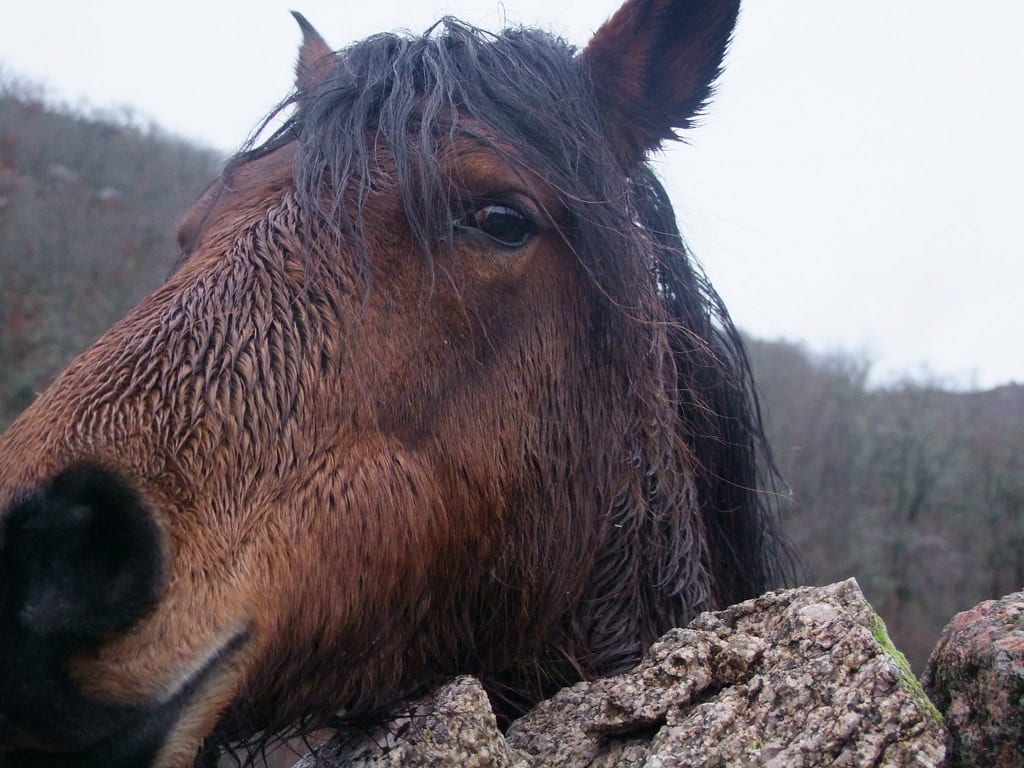 Garrano Pony
