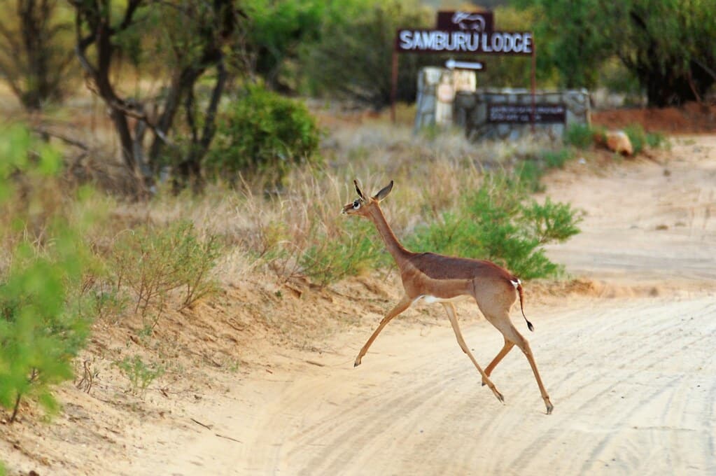 Gerenuk