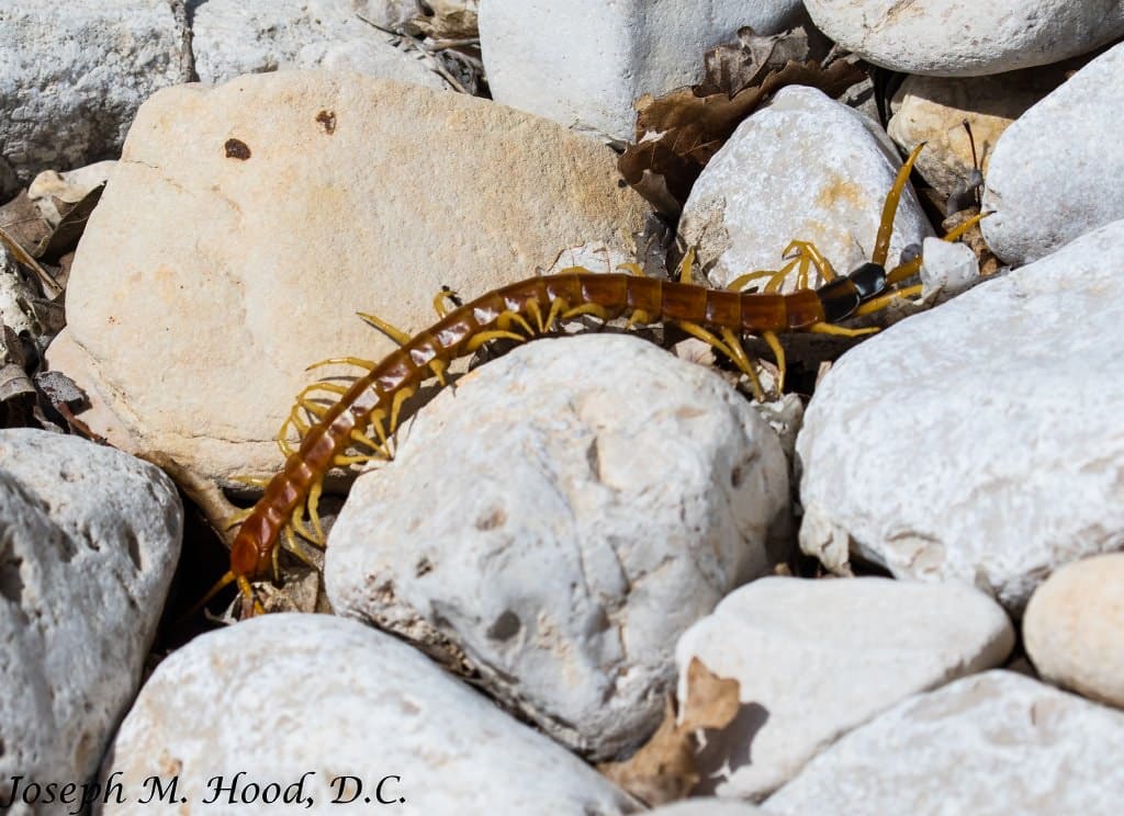 Giant Desert Centipede 