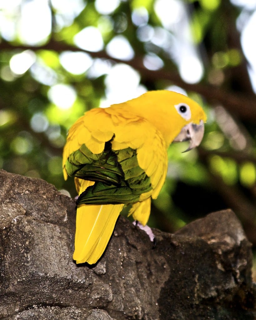 Golden Conure