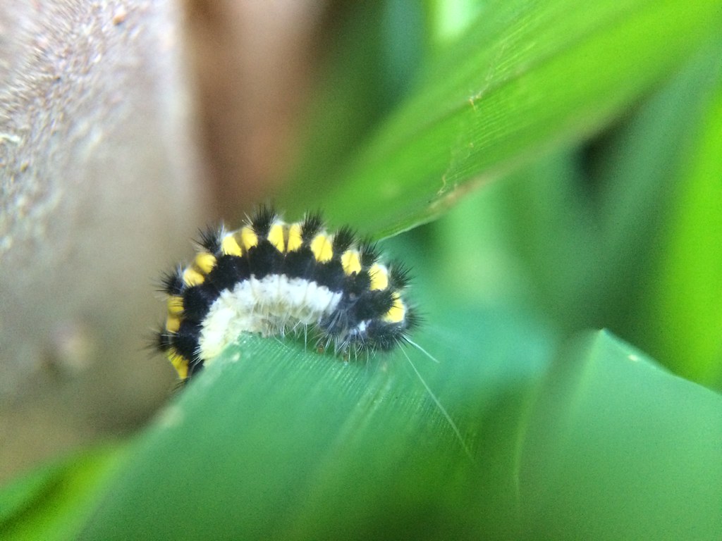 Grapeleaf Skeletonizer Caterpillar