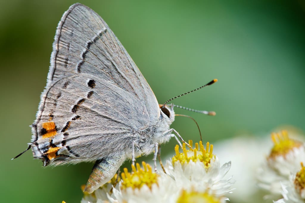 Gray Hairstreak