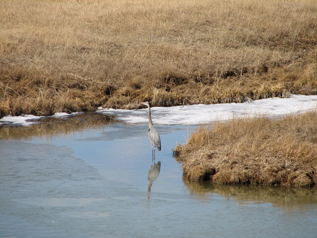 Great Blue Heron