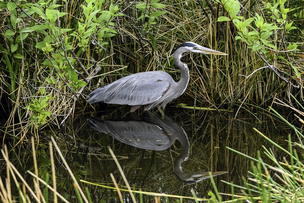Great Blue Heron