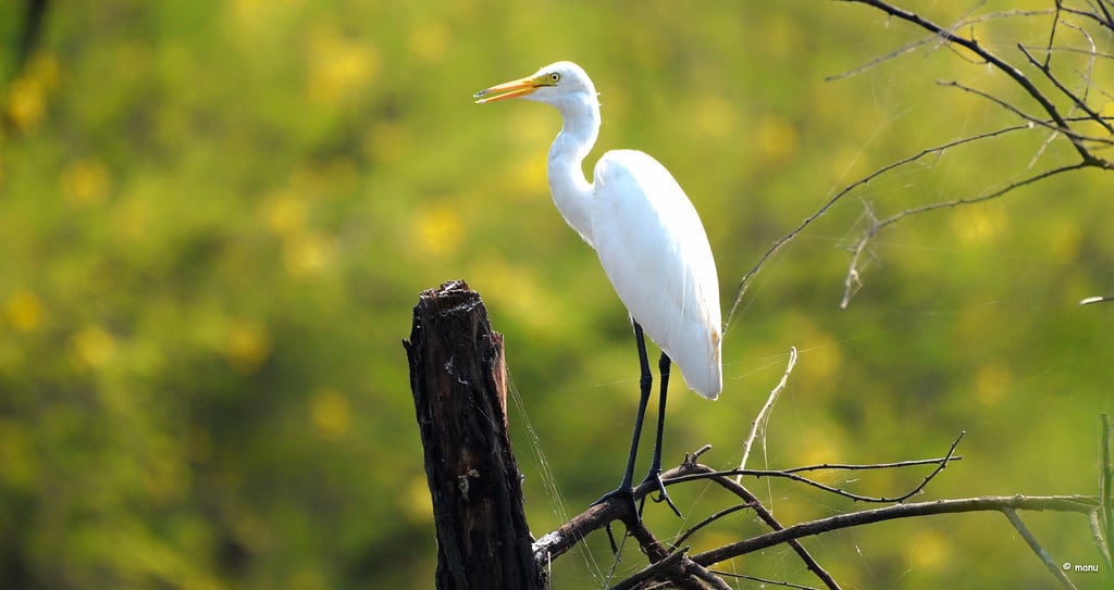 Great Egret
