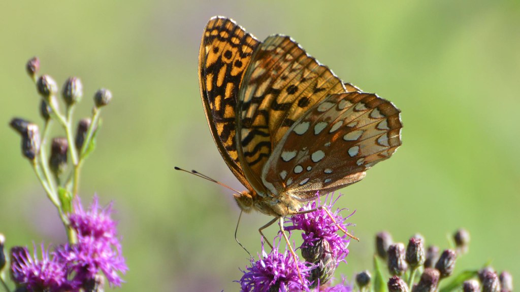 Great Spangled Fritillary