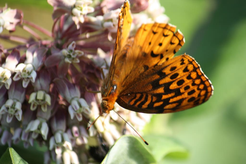 Great Spangled Fritillary