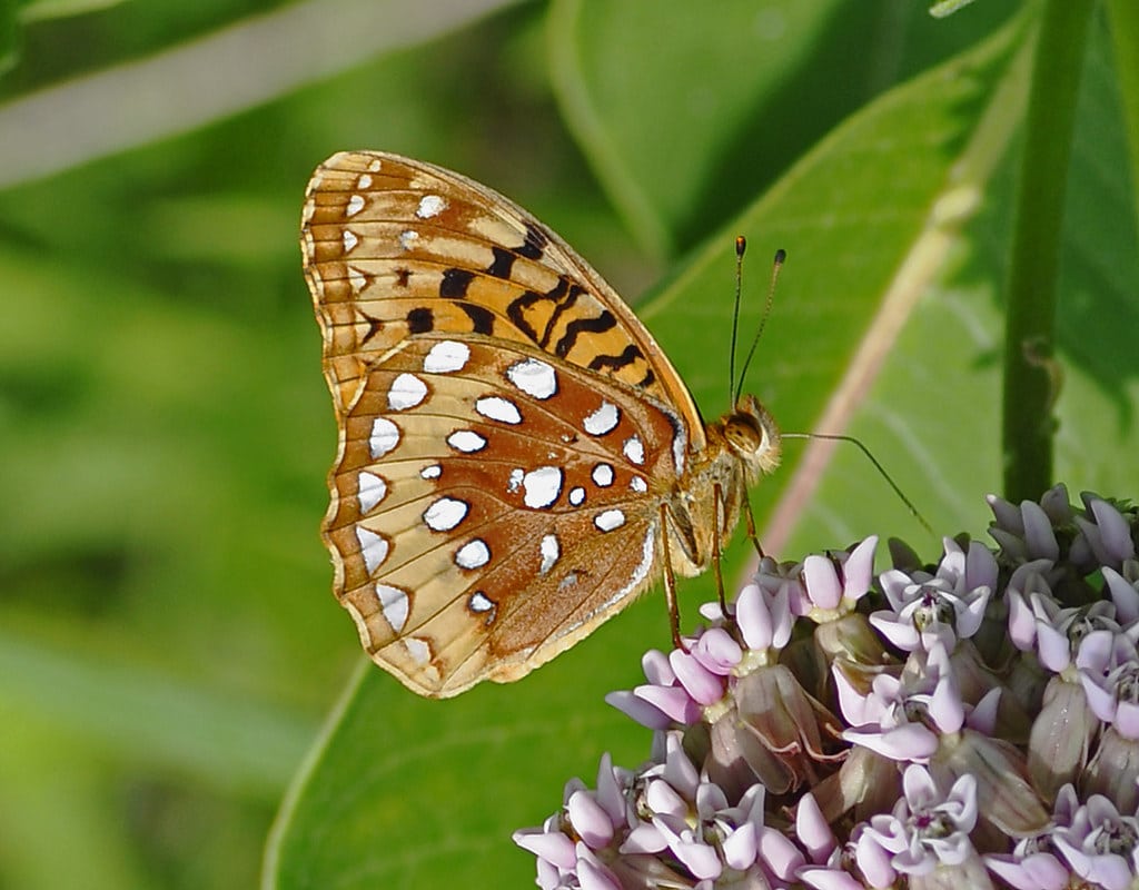 Great Spangled Fritillary