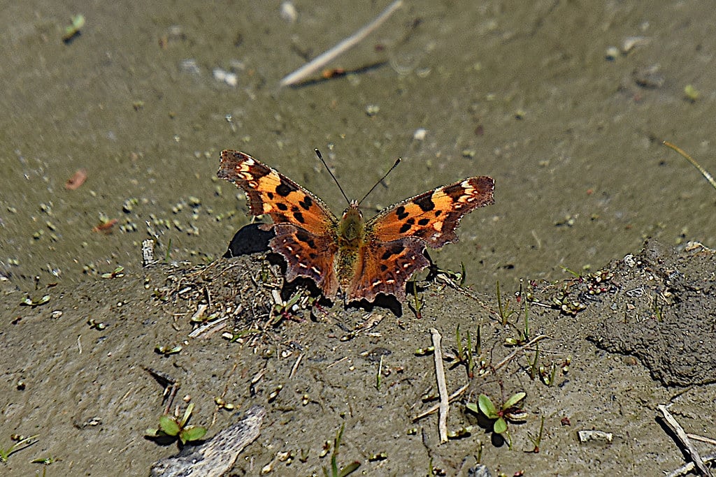 Green Comma 