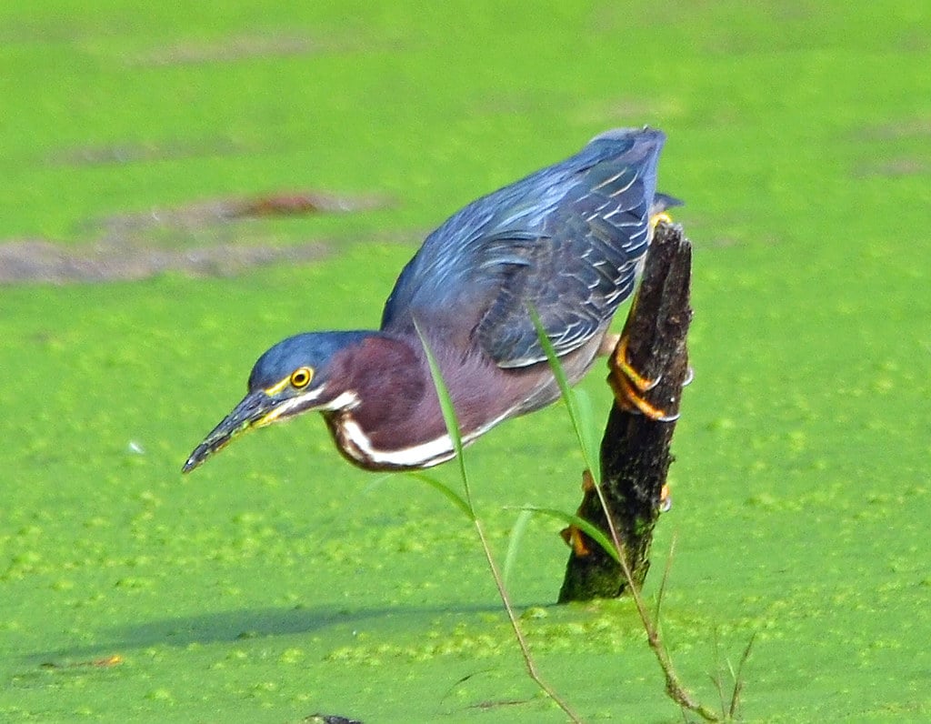 Green Heron