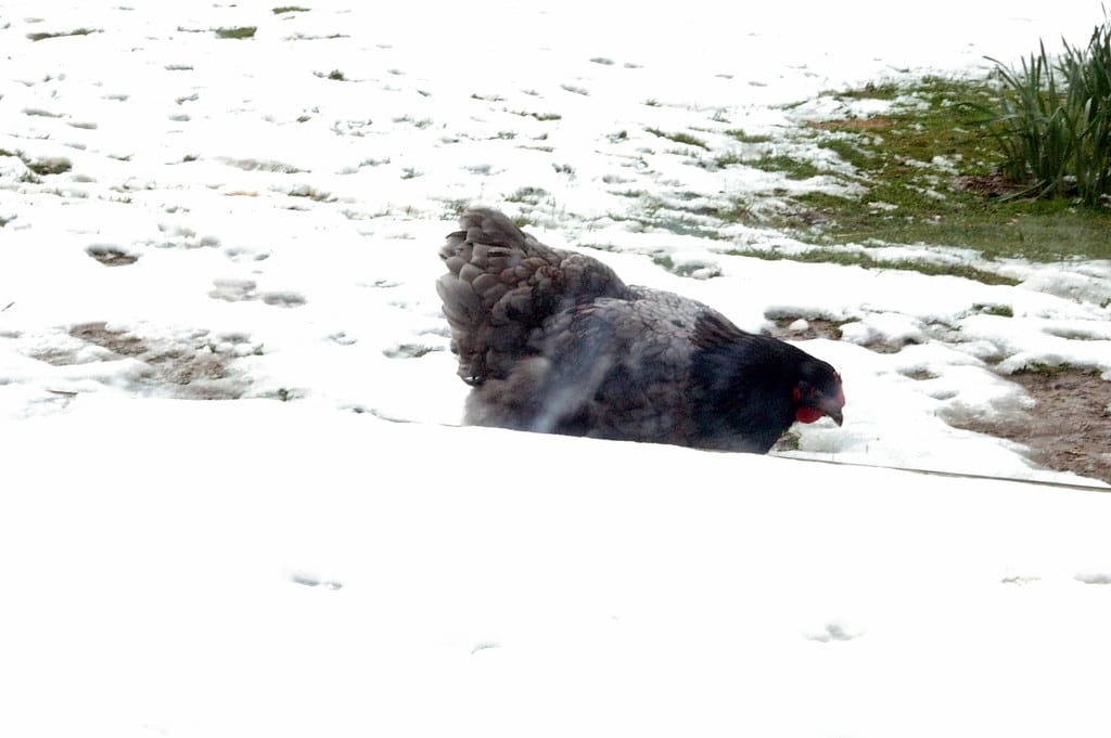 Grey Orpington - Grey Chicken Breeds