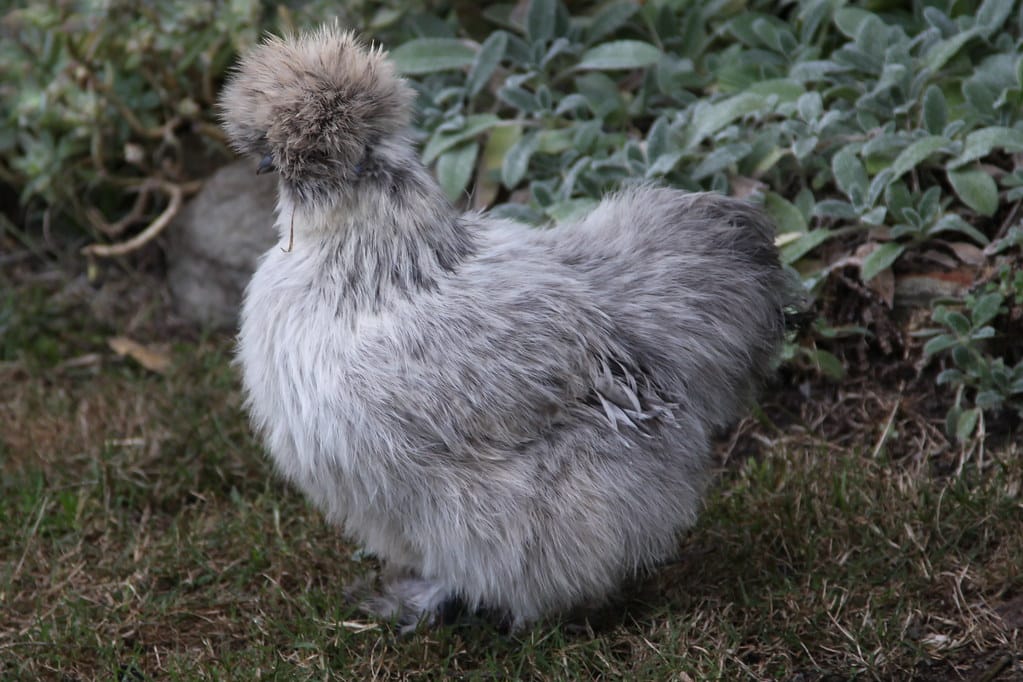 grey Silkie - Grey Chicken Breeds