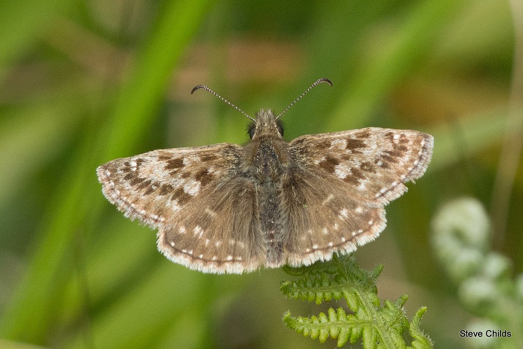 Grizzled Skipper