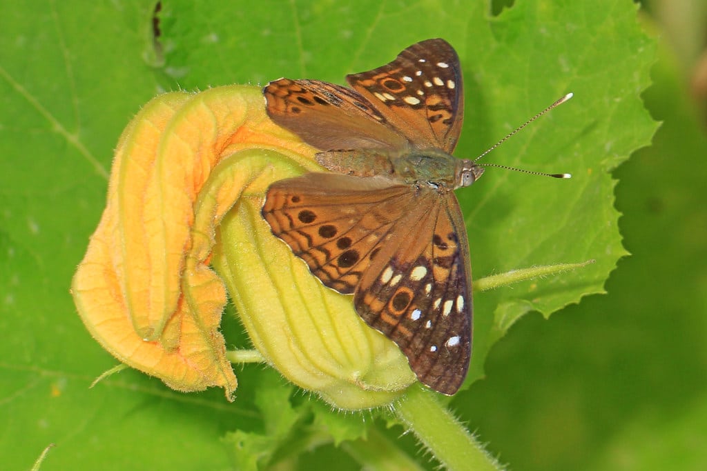 Hackberry Emperor