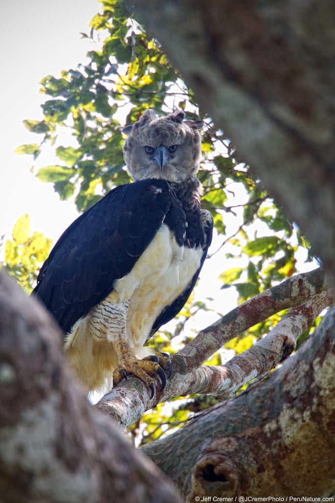 Harpy Eagle
