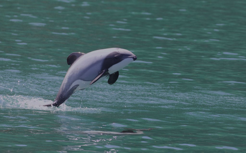 Hector’s Dolphin - Different Types of Dolphins