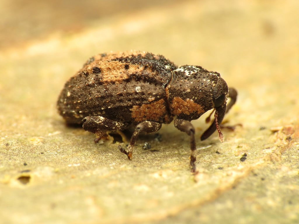 Hidden Snout Weevil