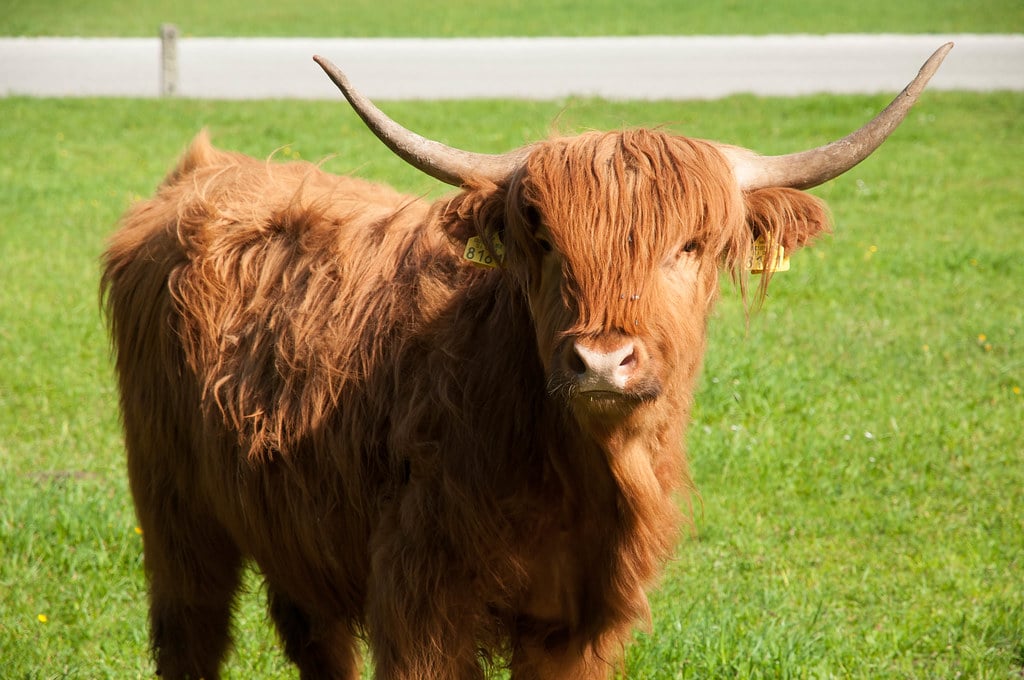 Highland Cattle