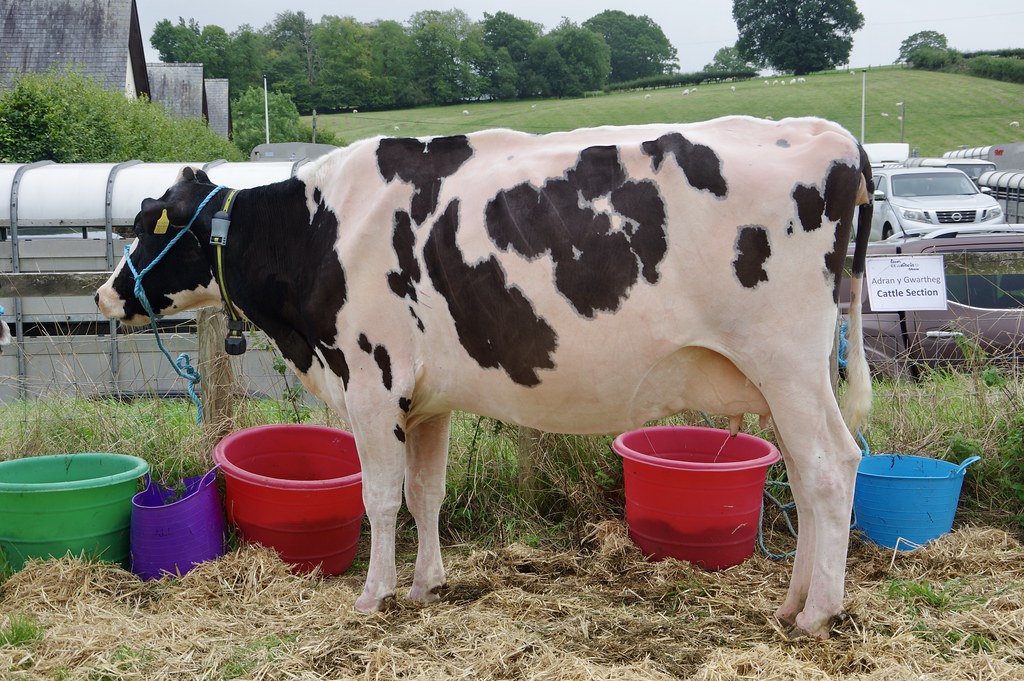 Holstein Friesian