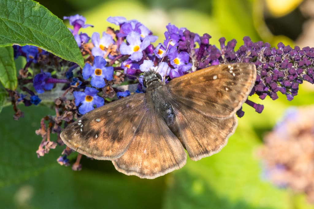 Horace's Duskywing