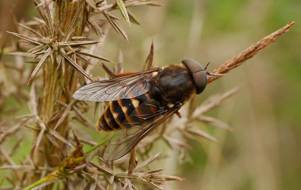 Horseflies