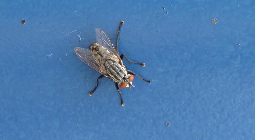 Horsefly