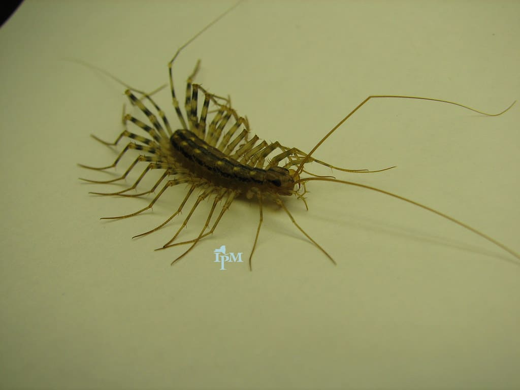 House Centipede