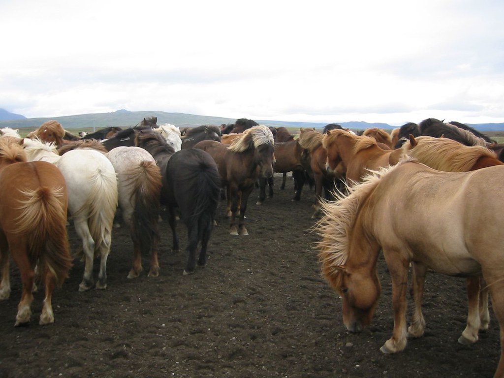 Icelandic Horse