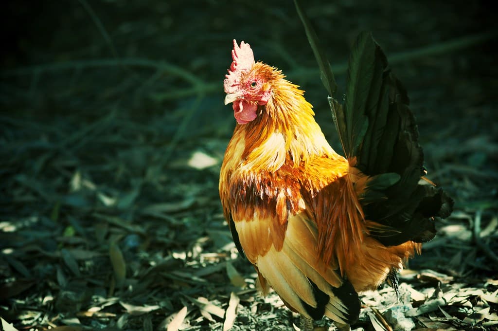 Japanese Bantam Chickens