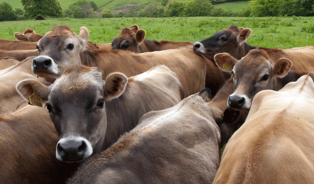 Jersey Cattle