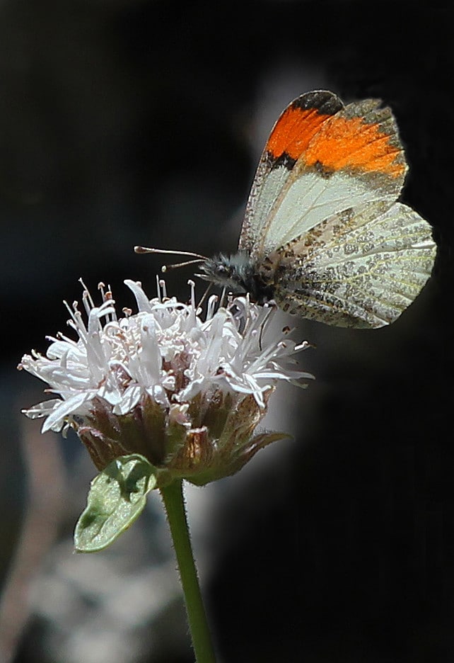 Julia Orangetips