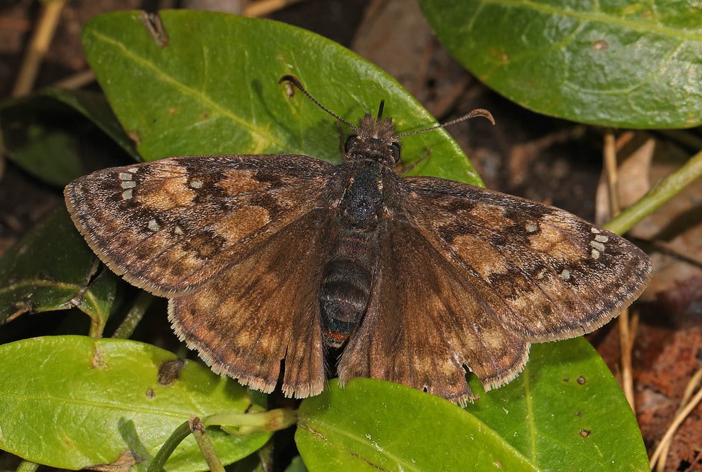 Juvenal’s Duskywing