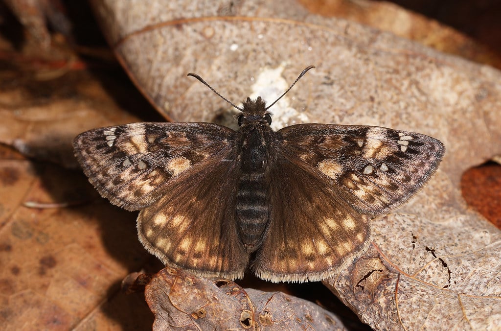 Juvenal's Duskywing 