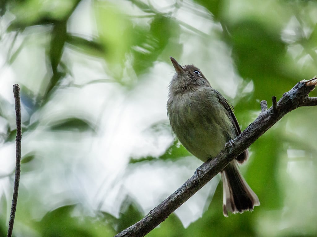 Kaempfer's Tody-Tyrant