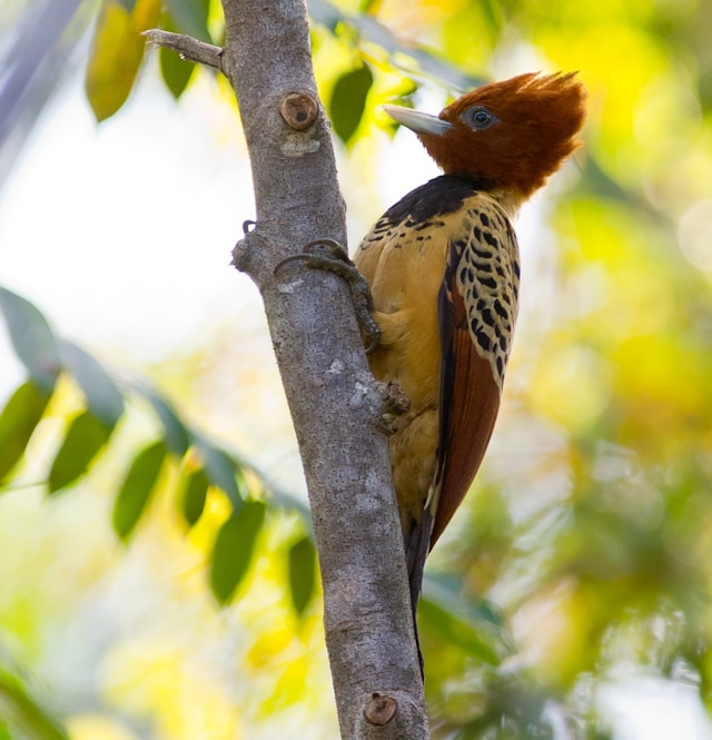 Kaempfer's Woodpecker 
