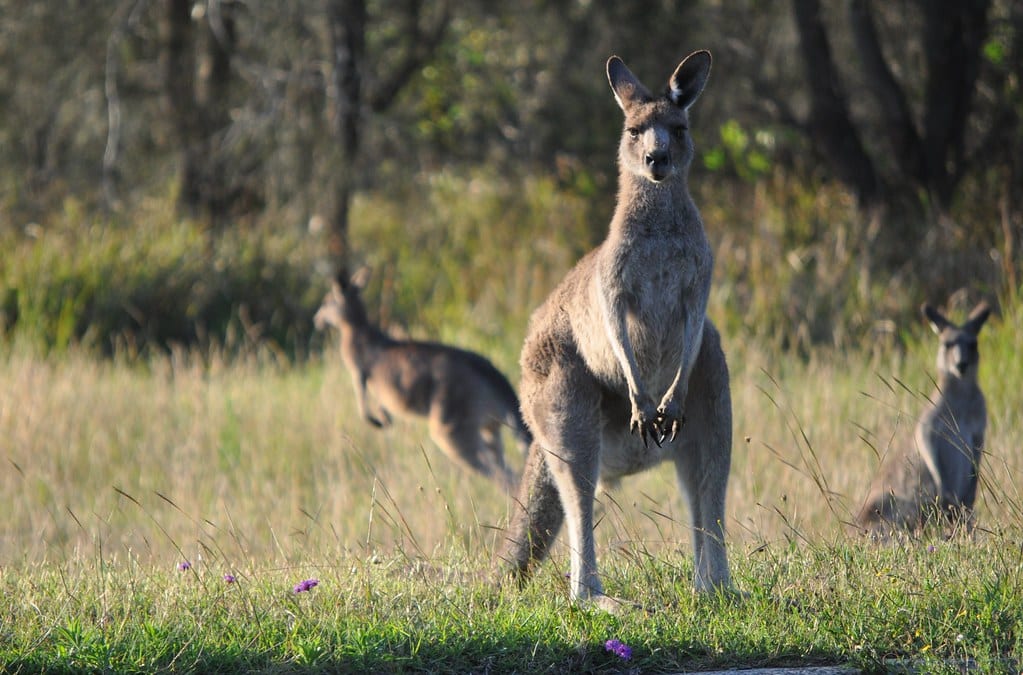 Kangaroos - Animals With Big Feet