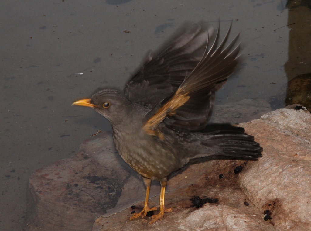 Karoo Thrush