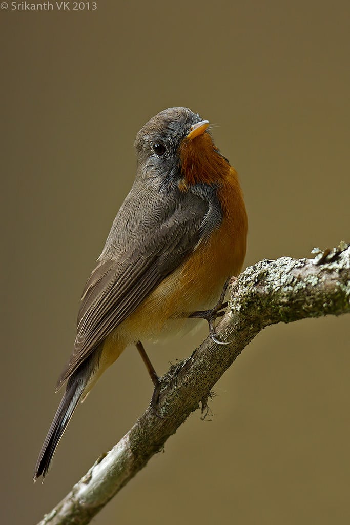 Kashmir Flycatcher