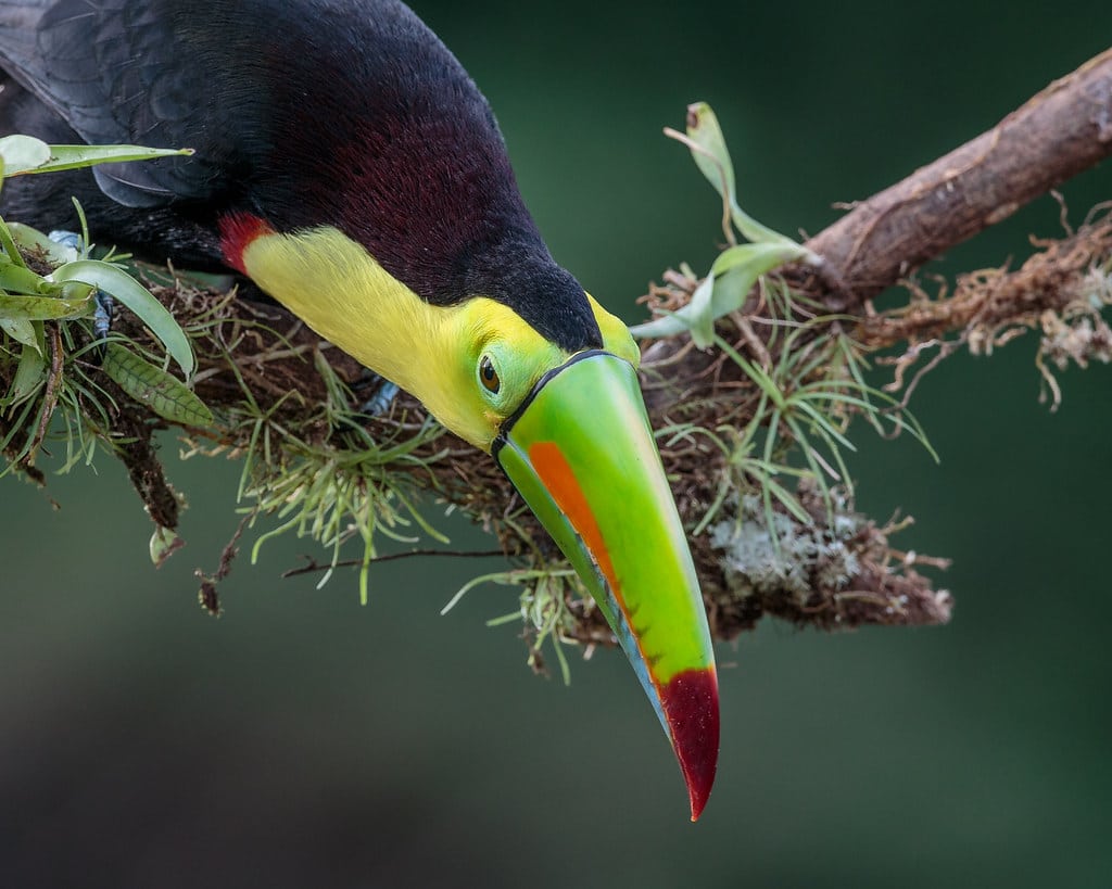 Keel-Billed Toucan
