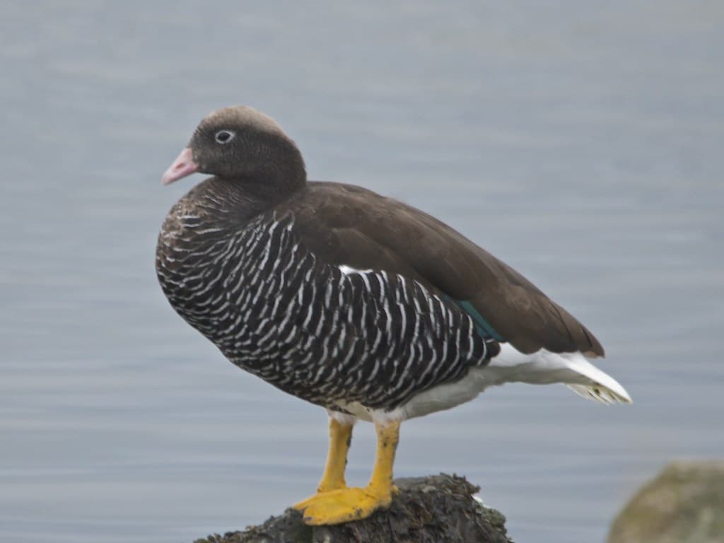 Kelp Goose