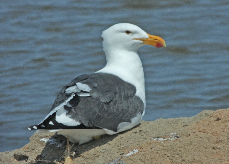 Kelp Gull