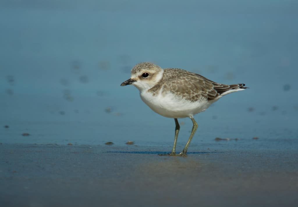 Kentish Plover