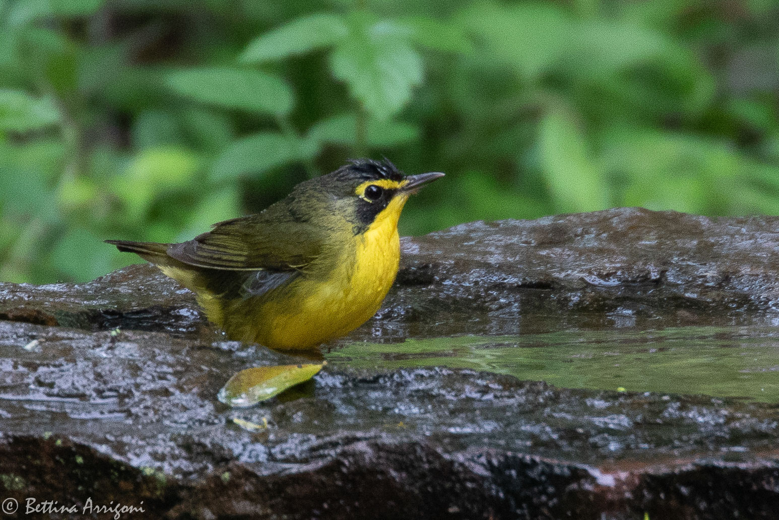 Kentucky Warbler