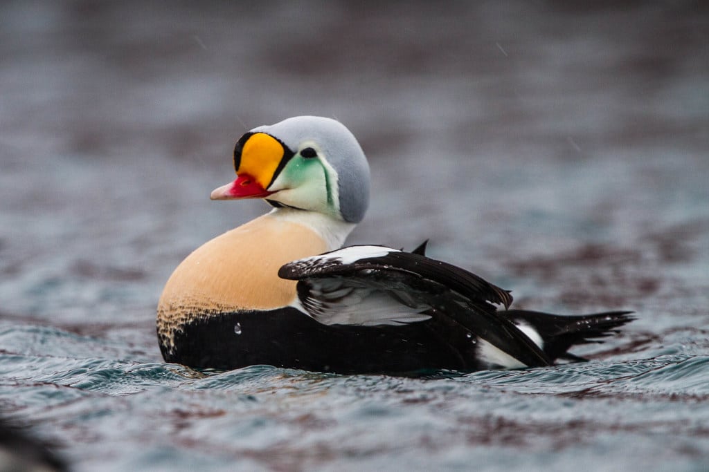 King Eider
