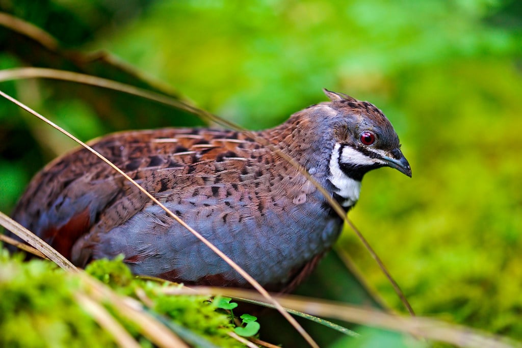 King Quail - Bird Names That Start With K