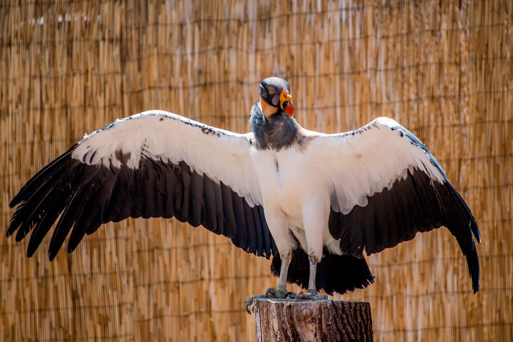 King Vulture