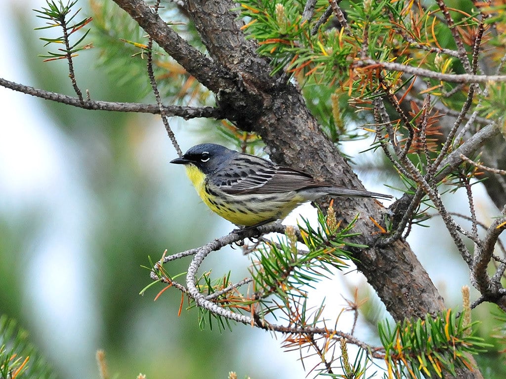 Kirtland's Warbler