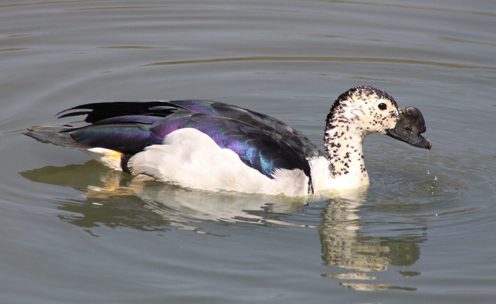 Knob-Billed Duck