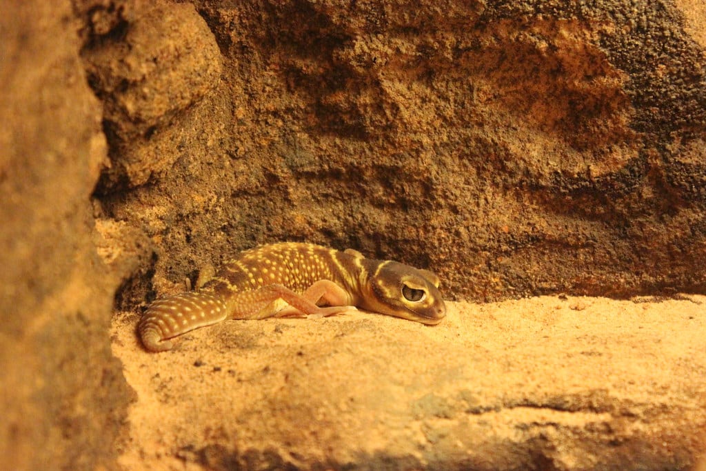 Knob-tailed gecko